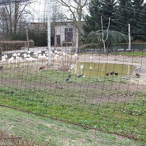Mixed Flamingo Enclosure