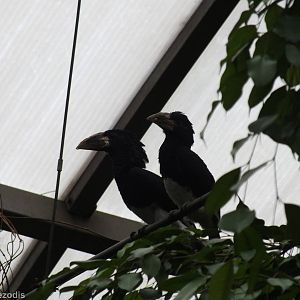 Hornbill Species - Free Flight Aviary