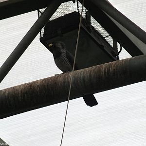 Western Grey Plantain Eater - Free Flight Aviary