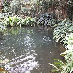 Pond with African Pygmy Geese and Little Grebes - Free Flight Aviary