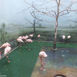 Lesser Flamingo Indoor Area