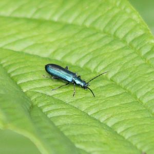 Thick-legged flower beetle