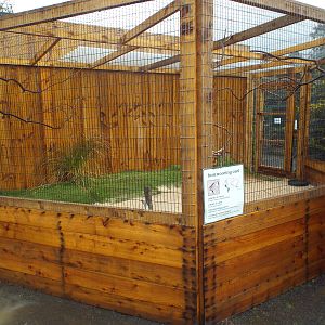 Burrowing Owl Enclosure at Scottish Owl Centre - May 6th 2015