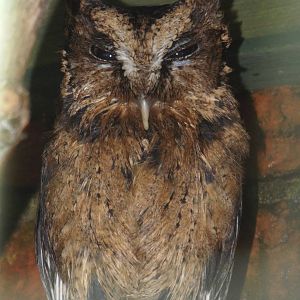 Sunda Scops-owl (Otus lempiji) at Scottish Owl Centre - May 6th 2015