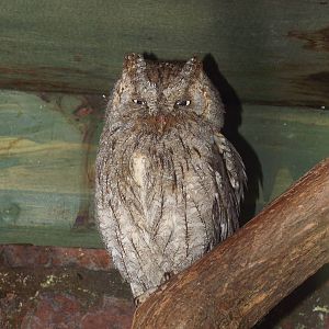 Eurasian Scops-owl (Otus scops) at Scottish Owl Centre - May 6th 2015