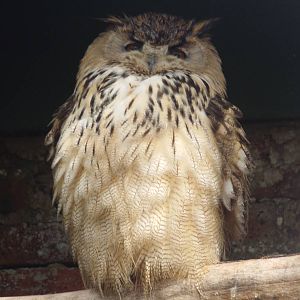 East Siberian Eagle-owl (Bubo bubo yenisseensis) at Scottish Owl Centre - M