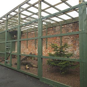 East Siberian Eagle-owl Enclosure at Scottish Owl Centre - May 6th 2015