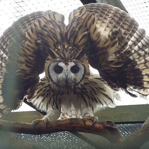 Striped Owl (Pseudoscops clamator) at Scottish Owl Centre - May 6th 2015