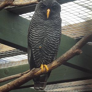 Black-banded Owl (Ciccaba huhula) at Scottish Owl Centre - May 6th 2015
