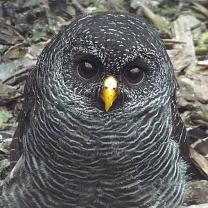Black-banded Owl (Ciccaba huhula) at Scottish Owl Centre - May 6th 2015