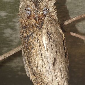 Pallid Scops-owl (Otus brucei) at Scottish Owl Centre - May 6th 2015
