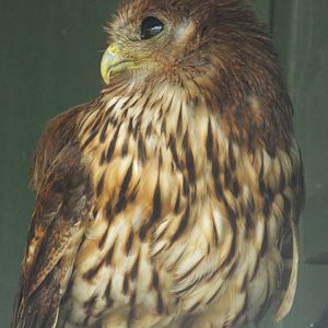 Vermiculated Fishing-owl (Scotopelia bouvieri) at Scottish Owl Centre - May