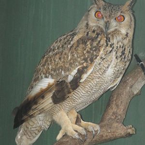 Aharoni's Eagle-owl (Bubo bubo interpositus) at Scottish Owl Centre - May 6