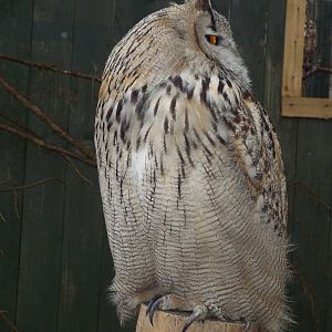 West Siberian Eagle-owl (Bubo bubo sibiricus) at Scottish Owl Centre - May