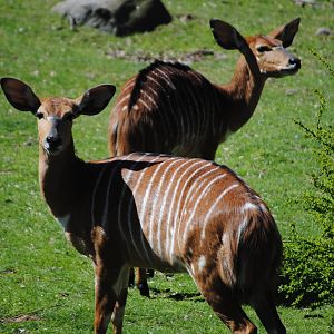 Lowland Nyalas