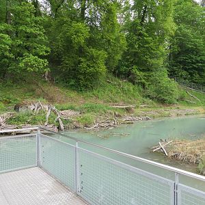 European beaver enclosure along the Aare river