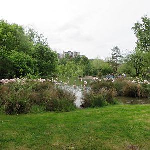 European flamingo enclosure