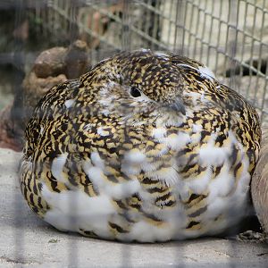 Alpine ptarmigan