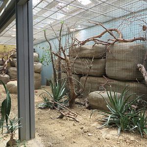 Vivarium - African savannah