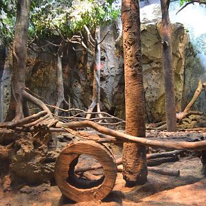 SciQuarium - Asian Small-clawed Otter Exhibit