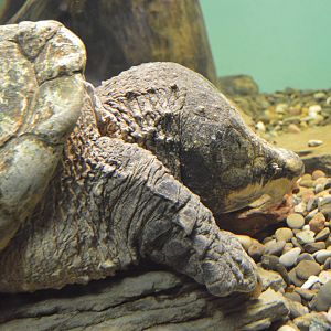 Aquatic Discoveries - Alligator Snapping Turtle
