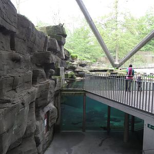 Puffin aviary - underwater view