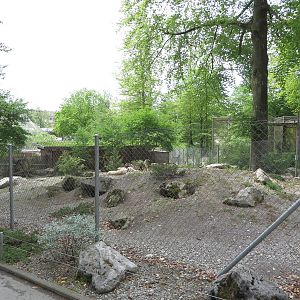 Arctic fox enclosure