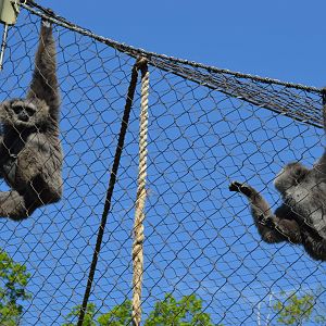 Animal Discovery Zoo - Javan Gibbon