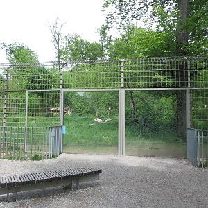 smaller Russian brown bear enclosure