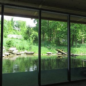 Russian brown bear enclosure