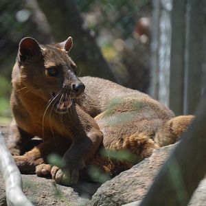 Animal Discovery Zoo - Fossa