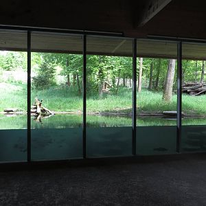 Russian brown bear enclosure