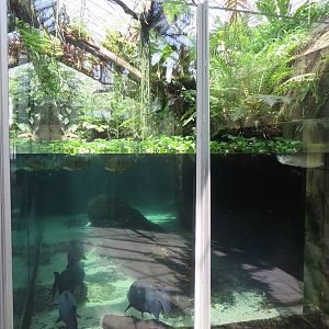 Vivarium - Amazon tank