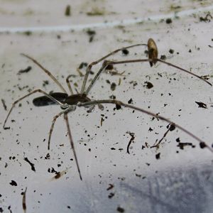 Long-jawed orb weaver species