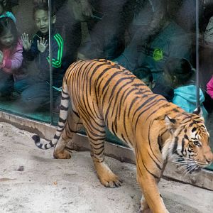 Tiger exhibit