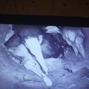 Mother hornbill and chicks.