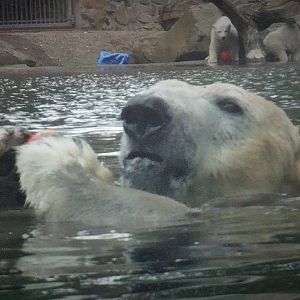 Polar Bear Swimming with Cubs in background.