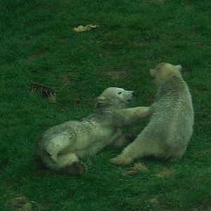 Polar Bear Cubs Playing