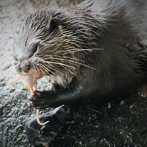 Otter lunch time.