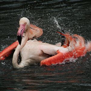 Bathing Flamingo
