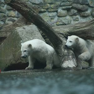 Polar Bear Cubs