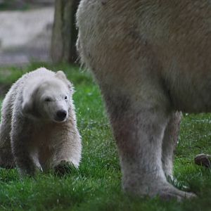 Polar Bear Cub with mum.