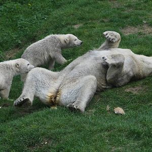Polar Bear Family.