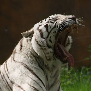 White Tiger