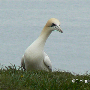 RSPB Bempton Cliffs- Northern Gannet