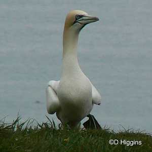 RSPB Bempton Cliffs- Northern Gannet
