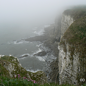 RSPB Bempton Cliffs