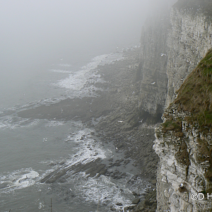 RSPB Bempton Cliffs