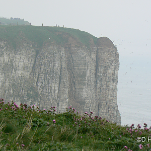RSPB Bempton Cliffs