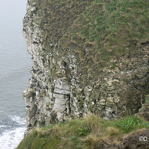 RSPB Bempton Cliffs